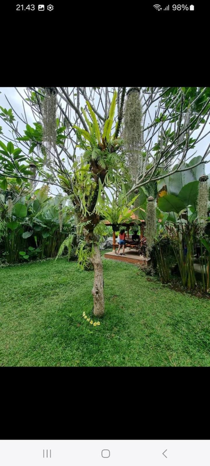 D'Sari Undisan Houses Bangli Ngoại thất bức ảnh